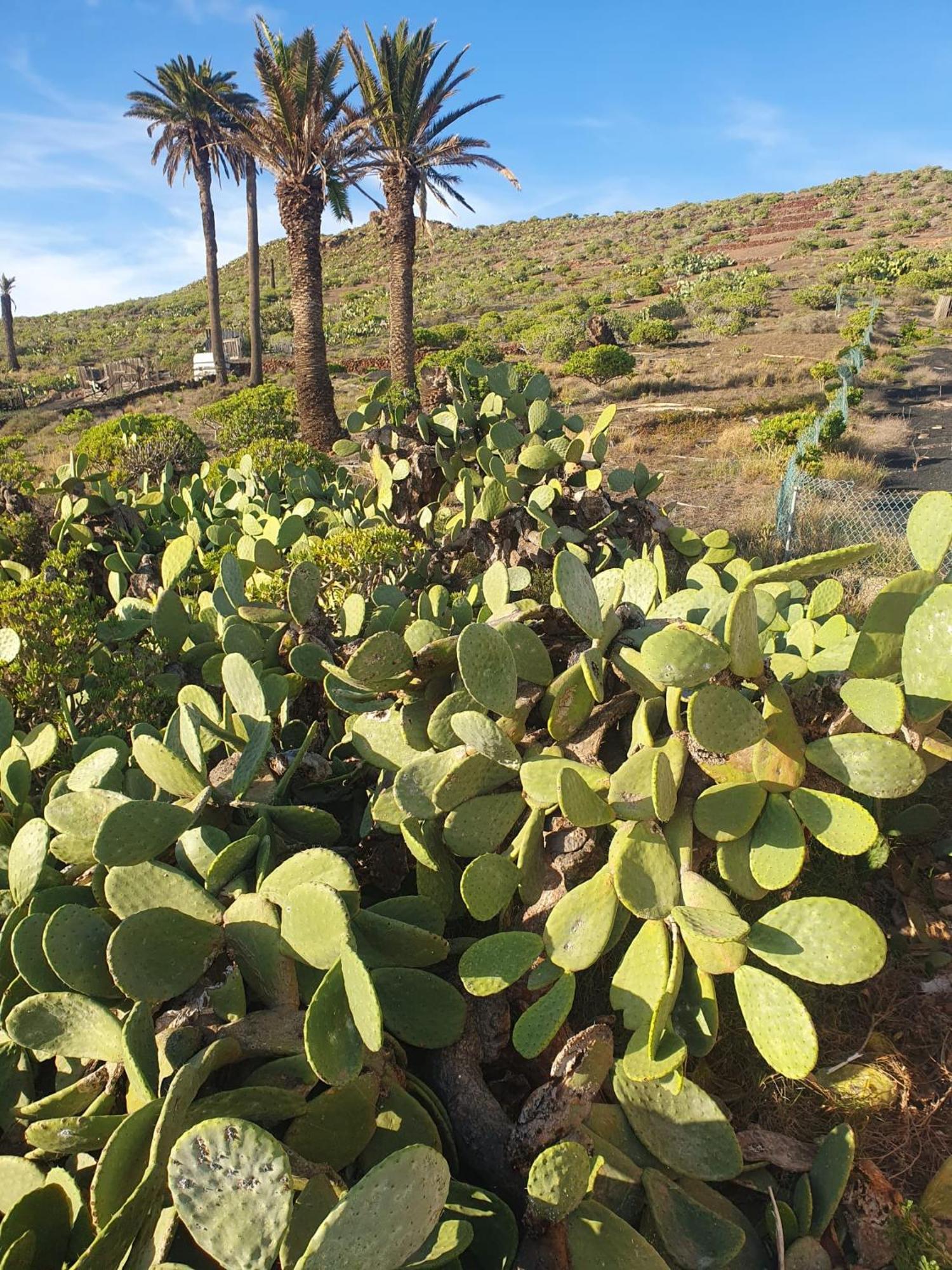 Casa La Tunera, Country House, Haria, Lanzarote Kültér fotó